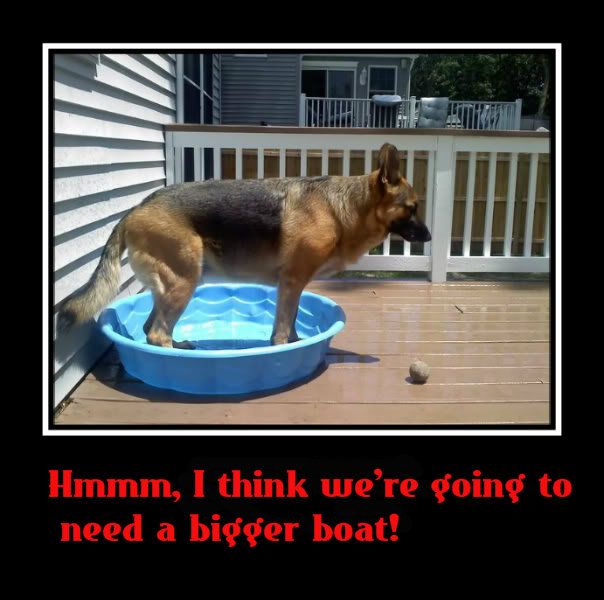 Fun with Captions Page 2 German Shepherd Dog Forums